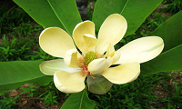 Qu'est-ce que l'extrait de magnolia